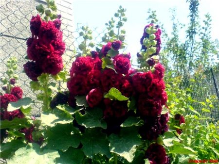 Cổ phiếu tăng trưởng