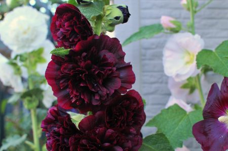 Thân cây hoa hồng, mọc từ hạt khi trồng