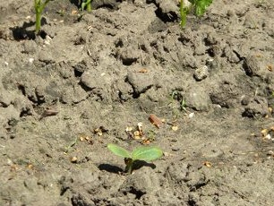 отворени кълнове от тиква