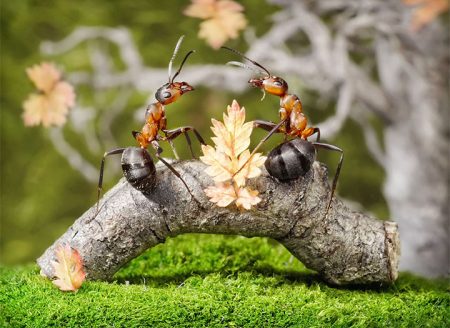 איך להתמודד עם נמלים בגינה