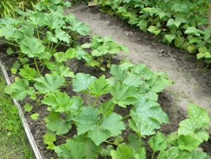 отворена скуош