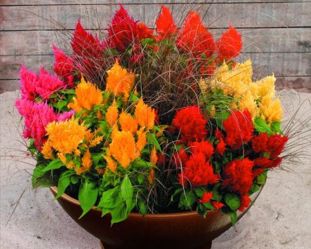 Celosia: trồng từ hạt khi trồng
