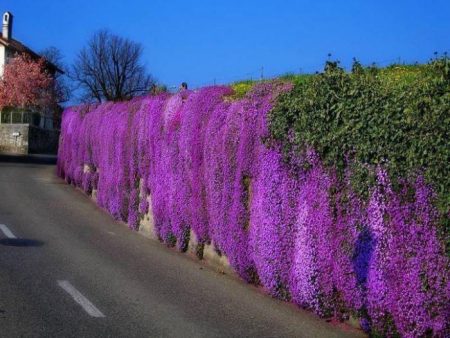 Aubrieta: đang phát triển