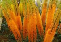 Еремур кацане и грижи