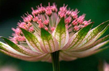 astrantia foto