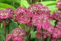засаждане и грижи на открито astrantia