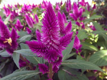 Celosia: hạ cánh