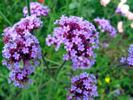 Verbena