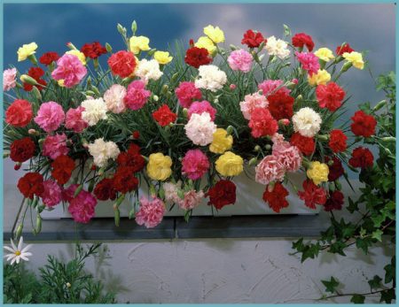 Carnation Turkish garden perennial: planting and care, photo