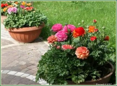 Ранункулус: кацане