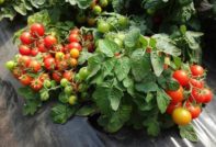 какви сортове домати са маломерни и продуктивни