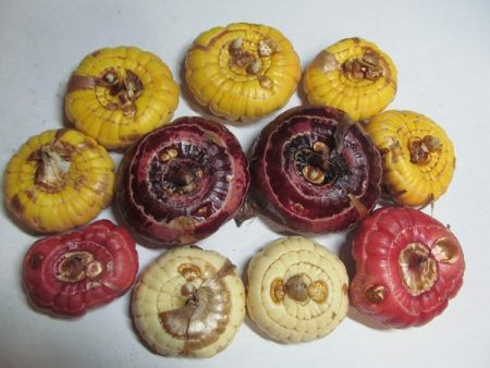 Кога да вземем гладиоли след зимно съхранение