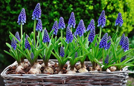 Muscari: trồng và chăm sóc ở vùng đất trống