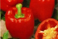 семена от черен пипер