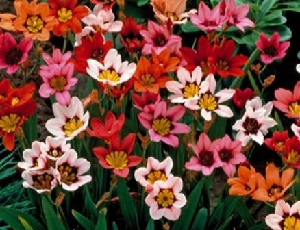 sparaxis landing en zorg