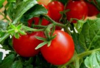 домати на открито