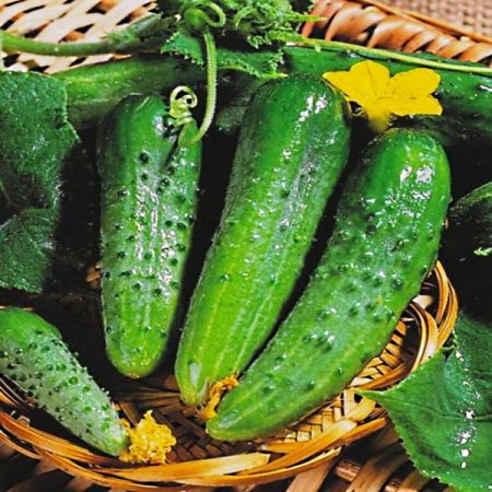 Хибриден сорт Маша