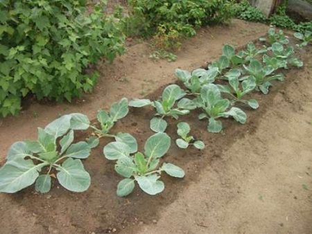 מתי לצלול תאריכי כרוב