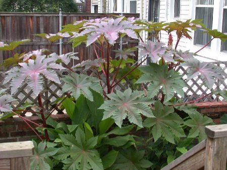 צמח שמן קיק: גידול