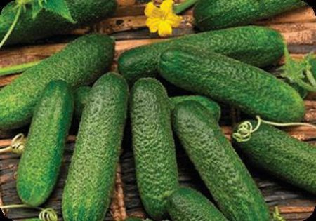 Бизнес клас F1