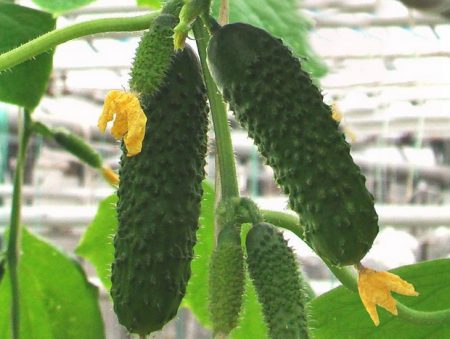 Компонист клас F1