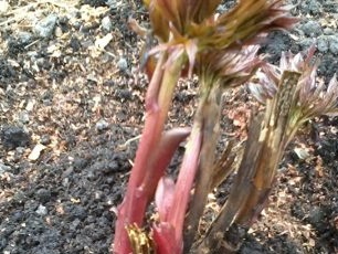 Натиснете земята плътно около храста с ръце