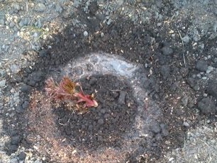 Около растението направете жлеб за напояване и го напълнете с вода