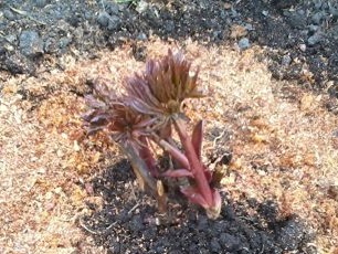 Шикозни божури: засаждане и грижи