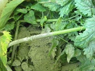 הוסף 3 כפות אפר עץ