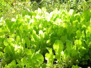 Cách trồng rau xà lách trong nước.