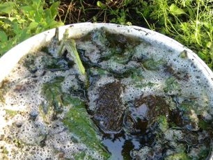 דשן אורגני DIY