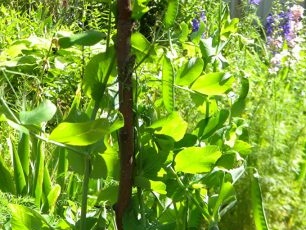 Грахови шушулки