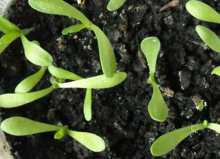 семена армерия