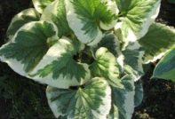 Снимка за кацане и грижи за Брунер