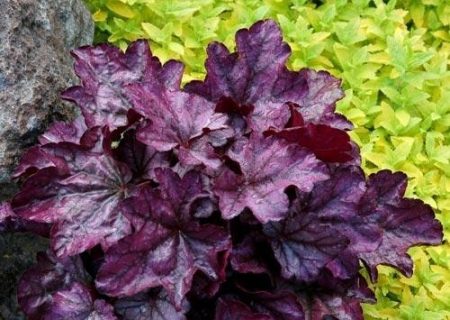 heichera purpurinė pilis