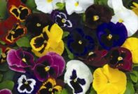 отглеждане на семена на виола