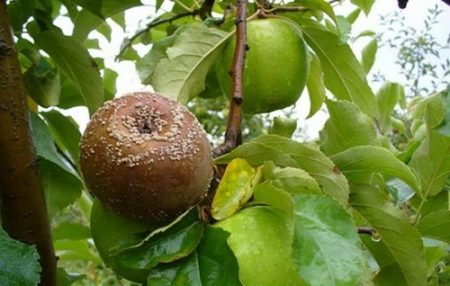 Ziekten van de appelboom en het gevecht tegen hen - foto, wat voor soort ziekte