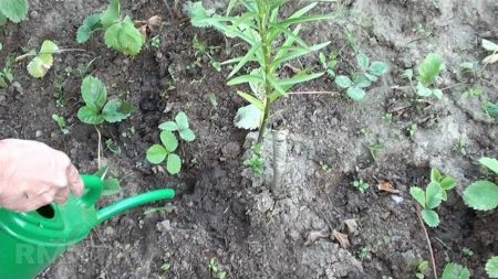 How to get rid of a bear