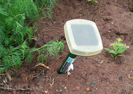 How to get rid of a bear forever