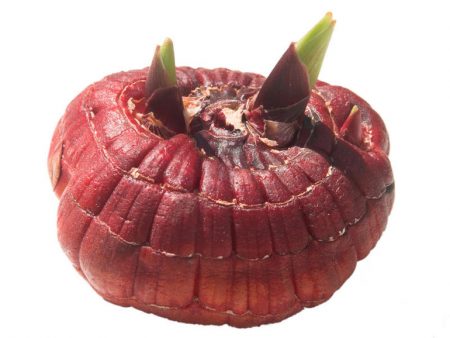 Khi nào cần nảy mầm gladiolus