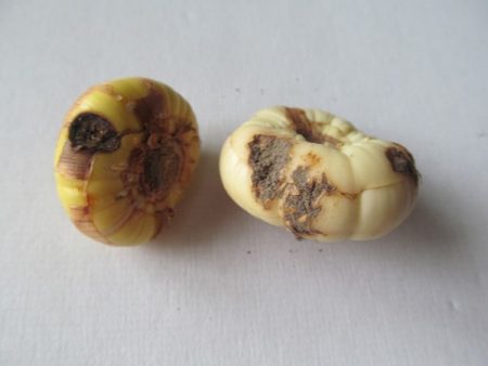 Khi nào lấy gladiolus cho nảy mầm từ tủ lạnh