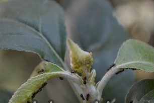 Diseases of the apple tree: description with photos and methods of treatment