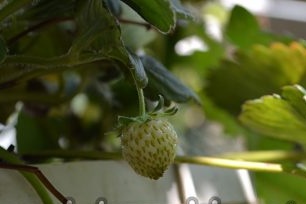Potted strawberries