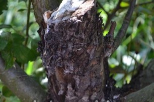 Milky shine on the apple tree