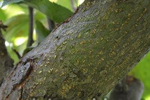 Most often, the disease can be seen in mid-summer, when the plant lacks fertilizer