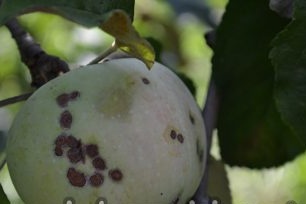 Scab on the apple tree
