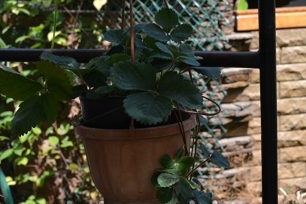 How to grow strawberries in a pot