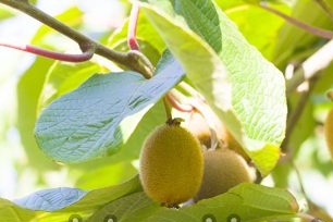 Cách trồng kiwi tại nhà mô tả chi tiết