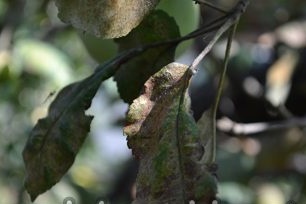 Fruit rot on the apple tree