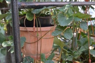 Growing strawberries in pots outdoors